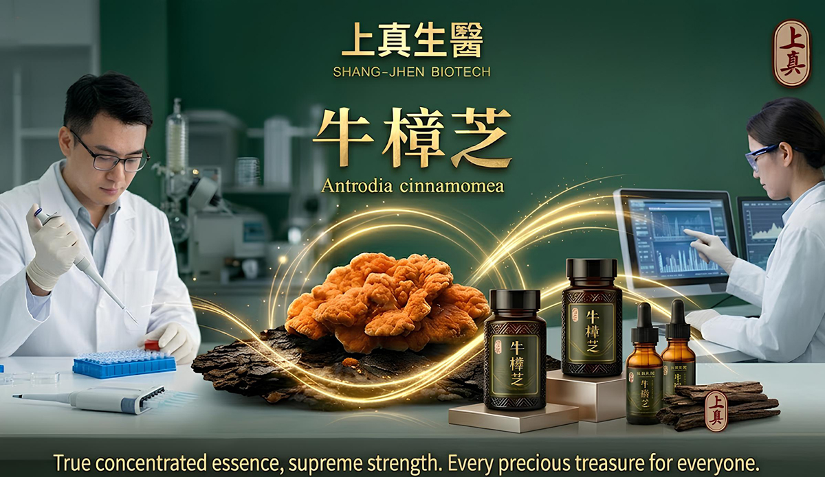 上真生醫 牛樟芝 森林紅寶石